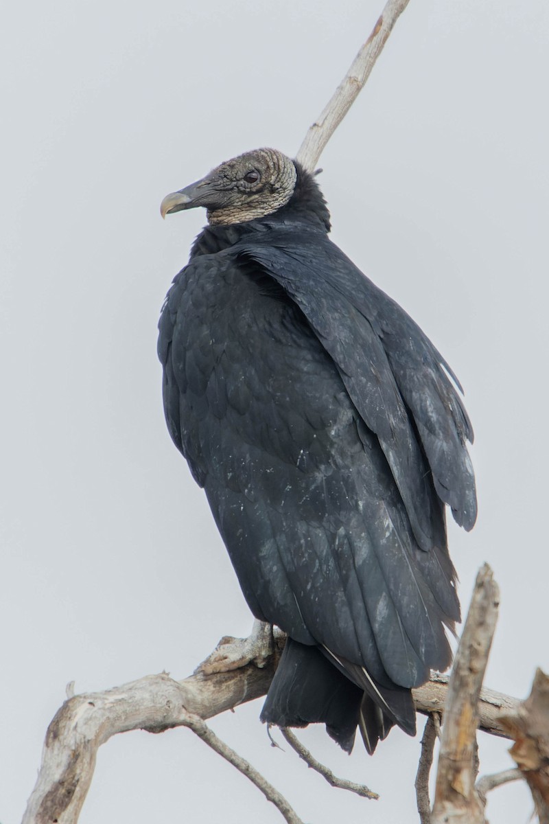 Black Vulture - ML615912467