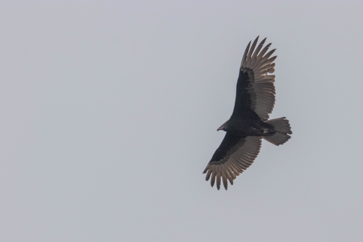 Black Vulture - ML615912468