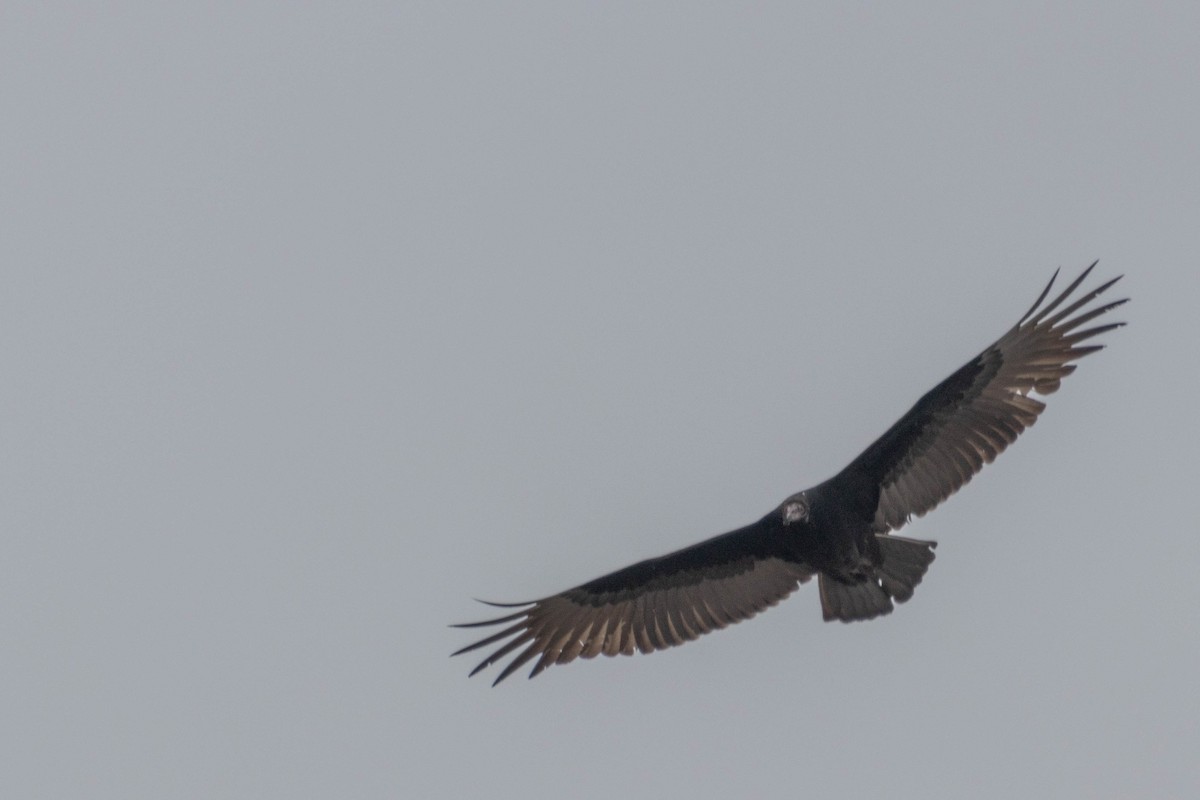 Black Vulture - ML615912470