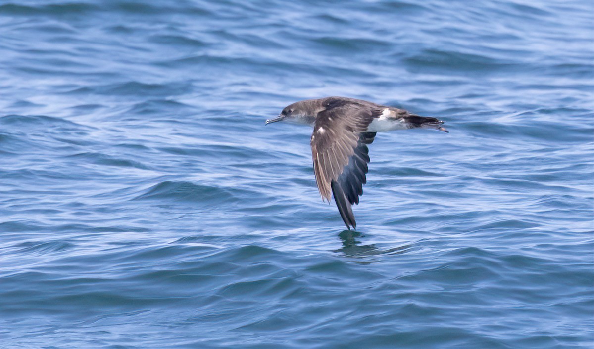 Black-vented Shearwater - Jay Gilliam