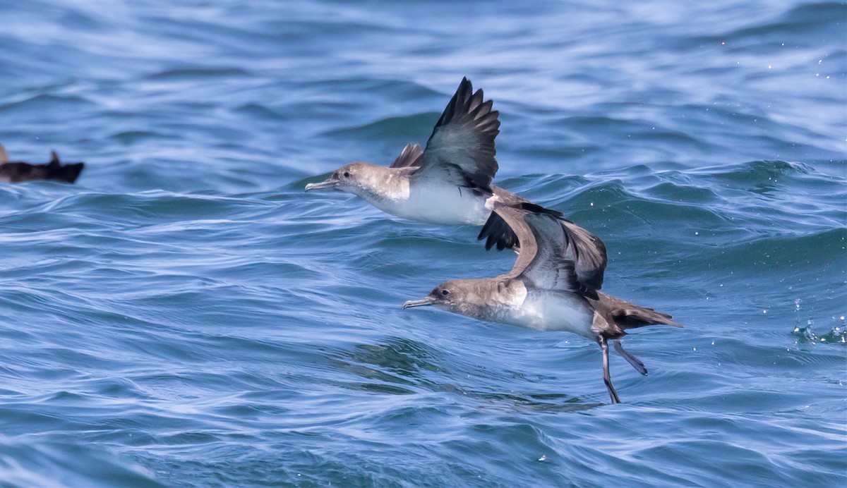 Black-vented Shearwater - Jay Gilliam