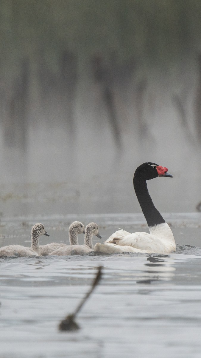 Black-necked Swan - ML615912604