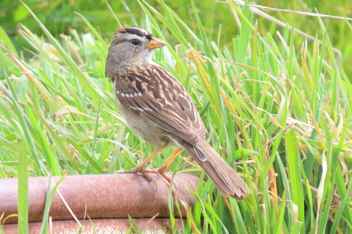 White-crowned Sparrow (nuttalli) - ML615912666