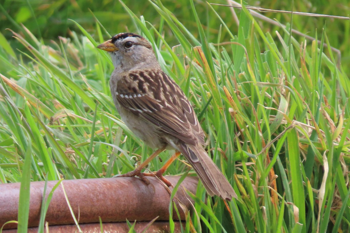 White-crowned Sparrow (nuttalli) - ML615912667