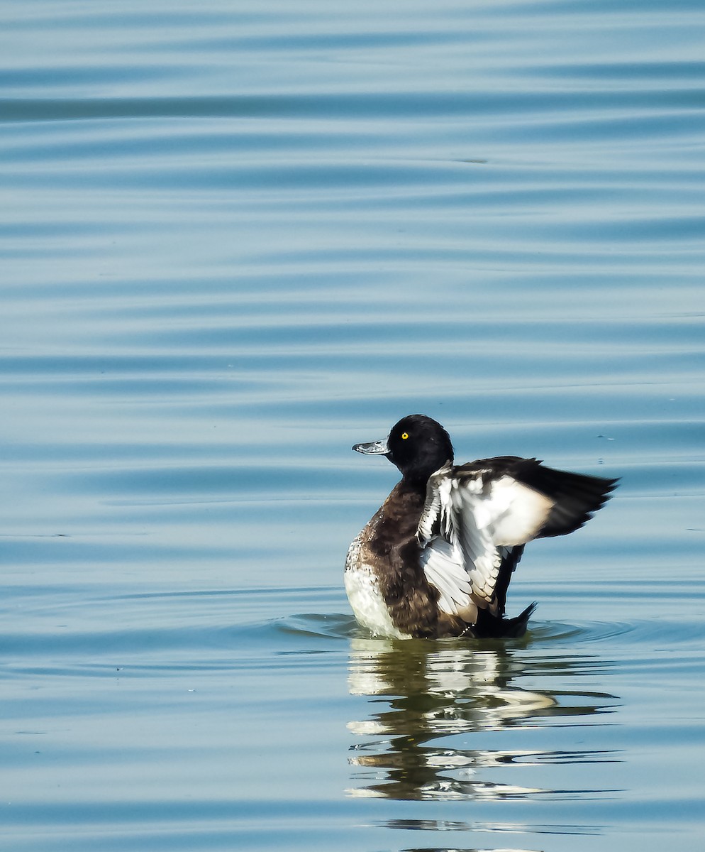 Tufted Duck - ML615912860