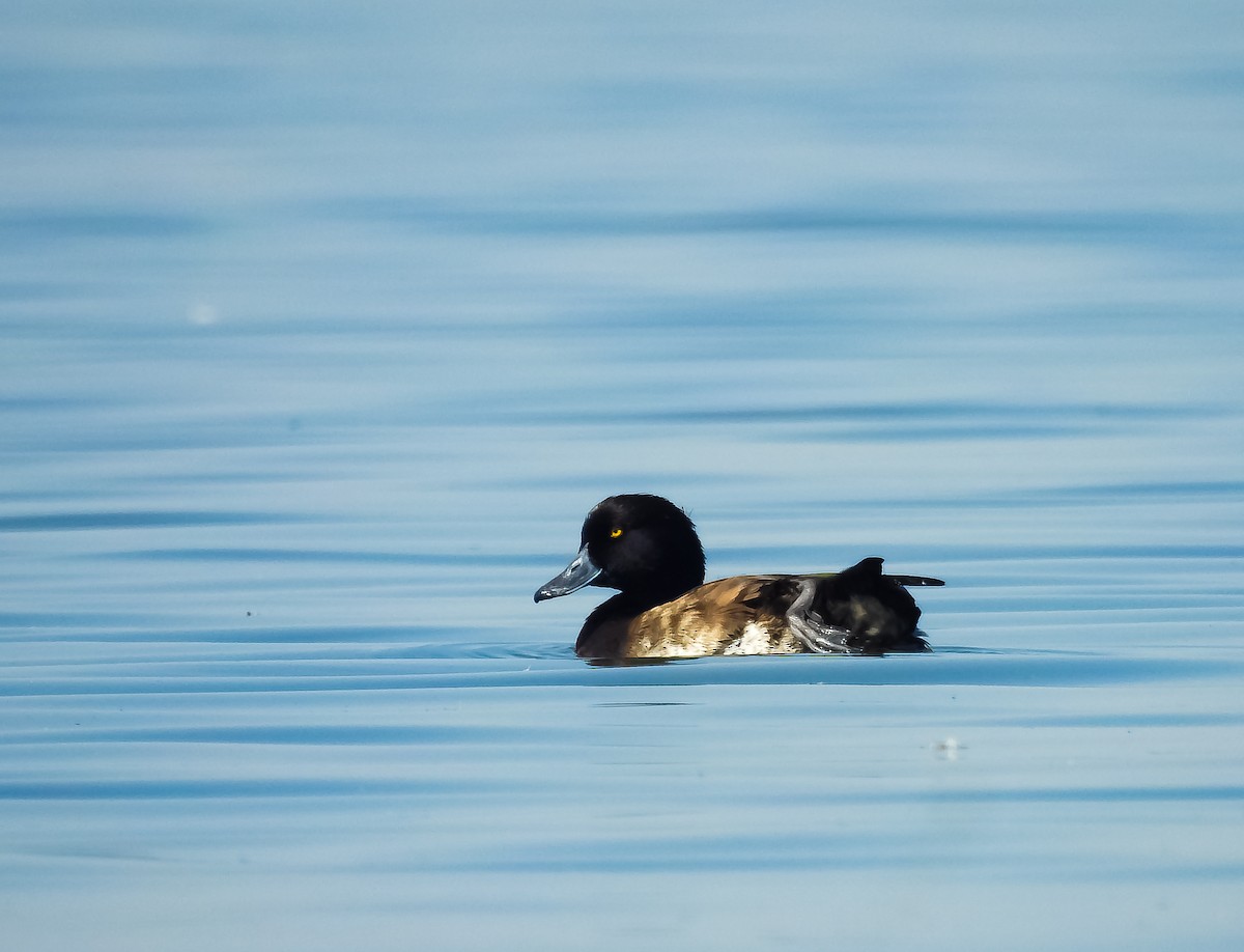 Tufted Duck - ML615912874