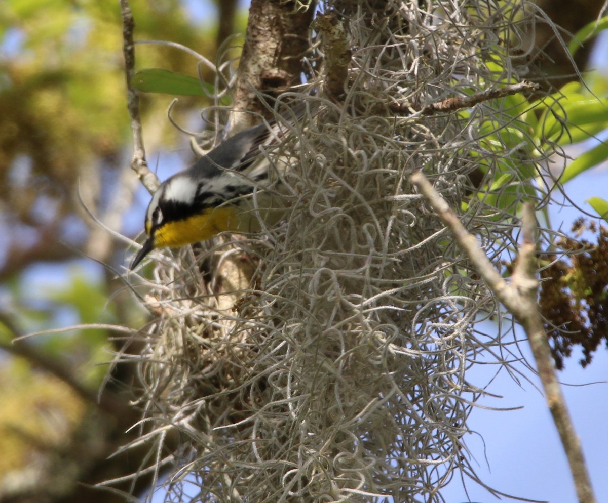 Yellow-throated Warbler - ML615913210