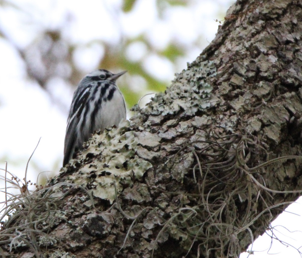 Black-and-white Warbler - ML615913258