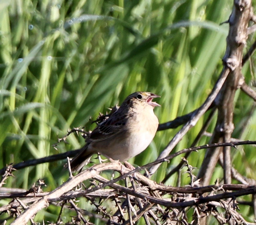 Grasshopper Sparrow - ML615913315