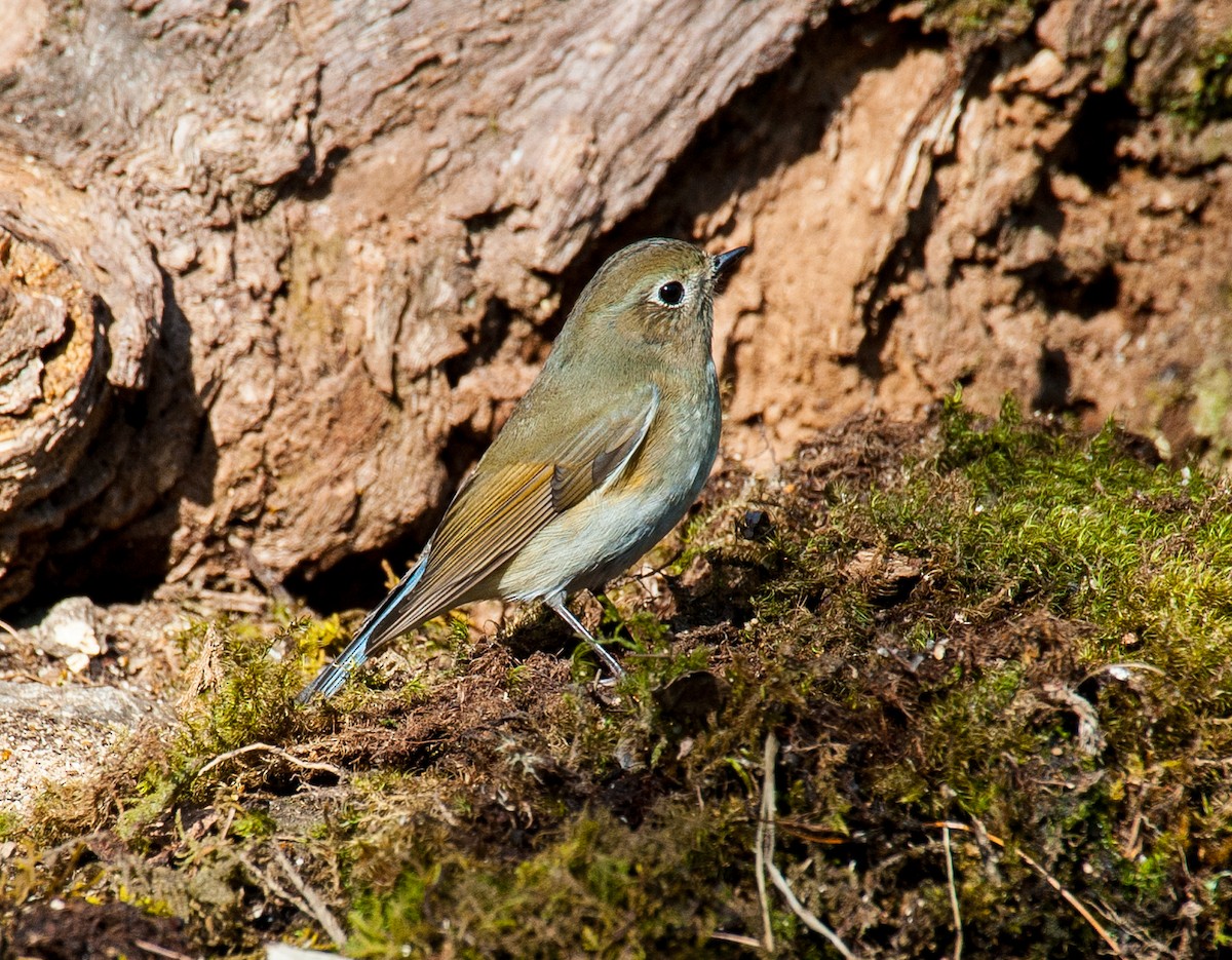 Red-flanked/Himalayan Bluetail - ML61591341