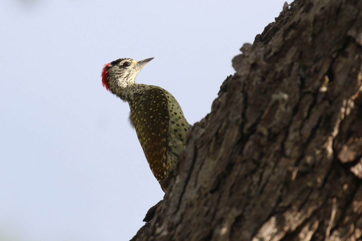 Green-backed Woodpecker - Fikret Ataşalan