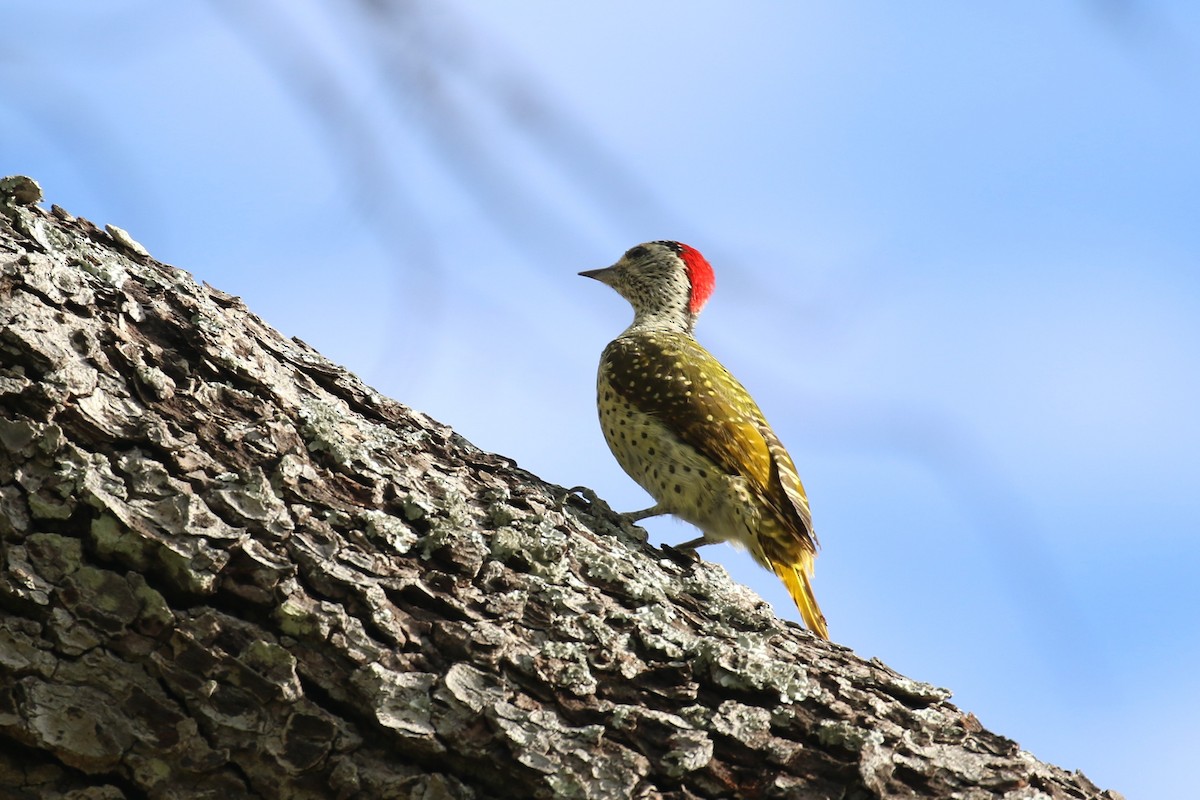 Green-backed Woodpecker - ML615913411