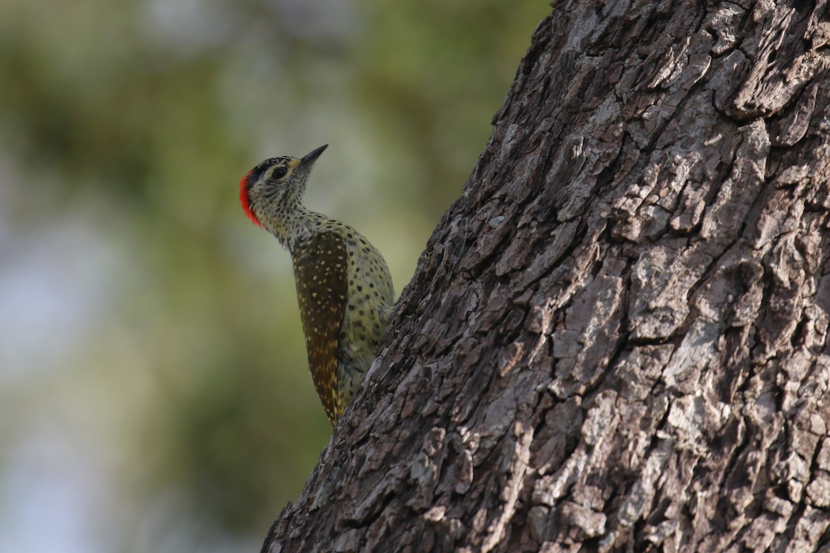 Green-backed Woodpecker - ML615913412