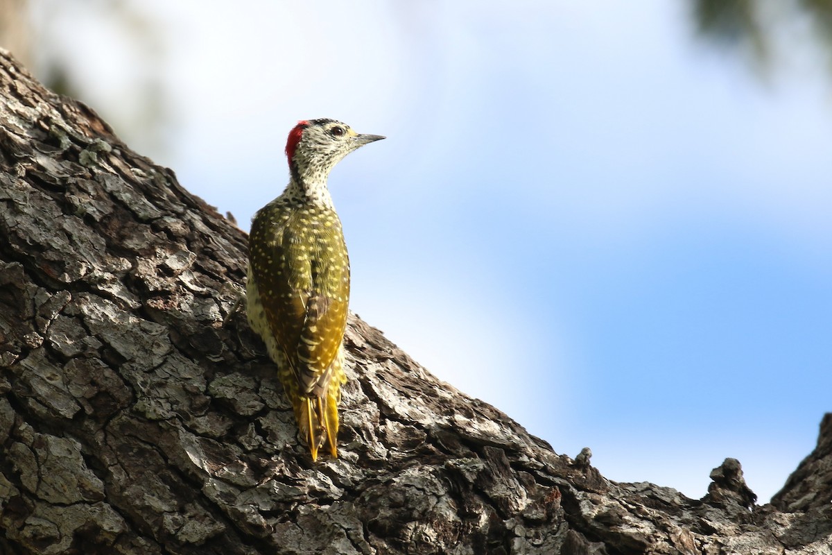 Green-backed Woodpecker - ML615913413