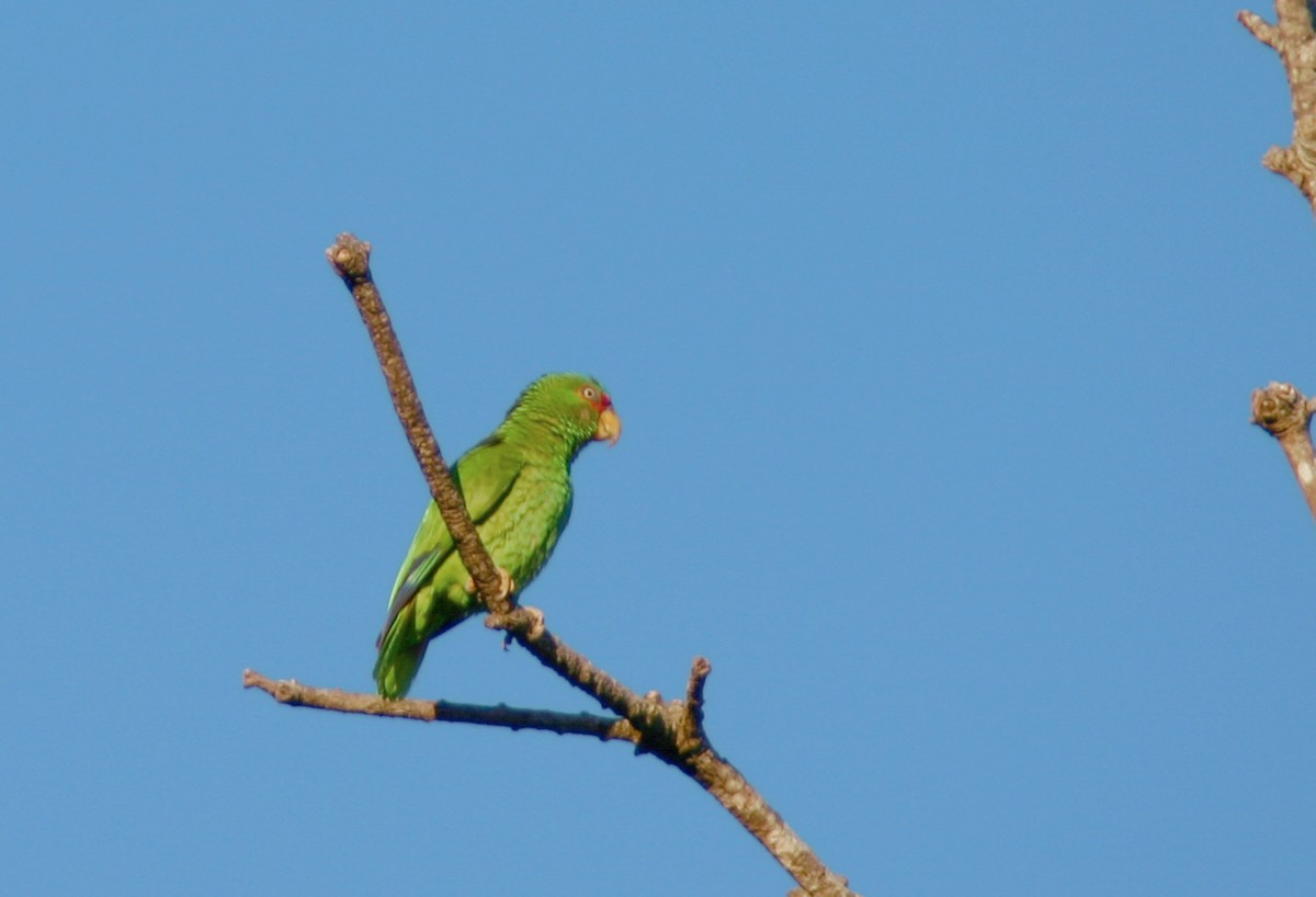 White-fronted Parrot - ML615913460