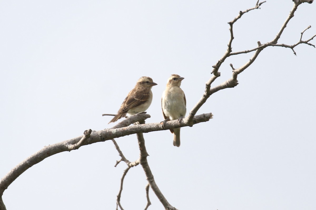 Yellow-throated Bush Sparrow - ML615913505