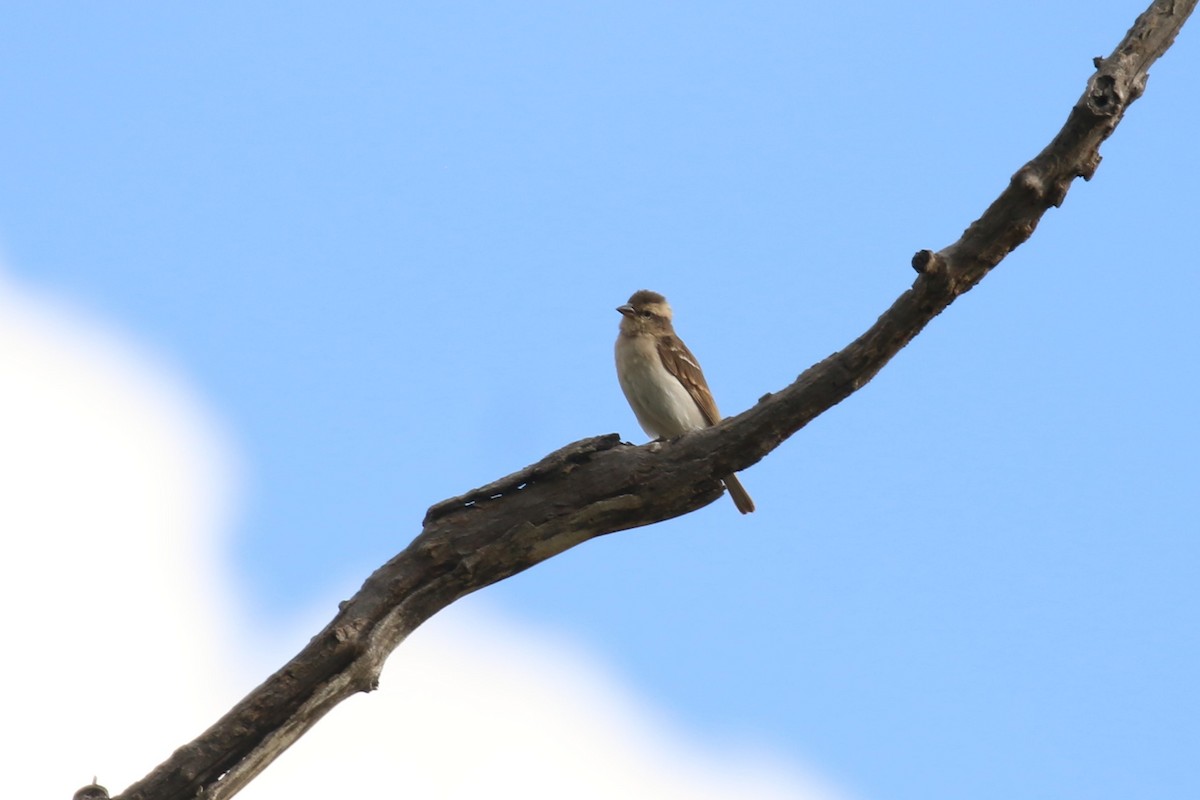 Yellow-throated Bush Sparrow - Fikret Ataşalan