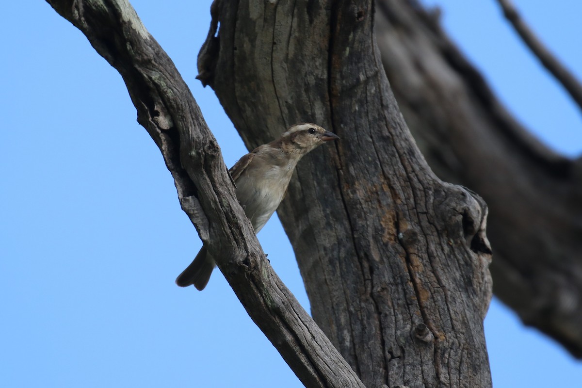 Yellow-throated Bush Sparrow - ML615913508