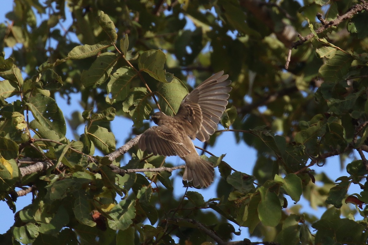 Yellow-throated Bush Sparrow - ML615913509