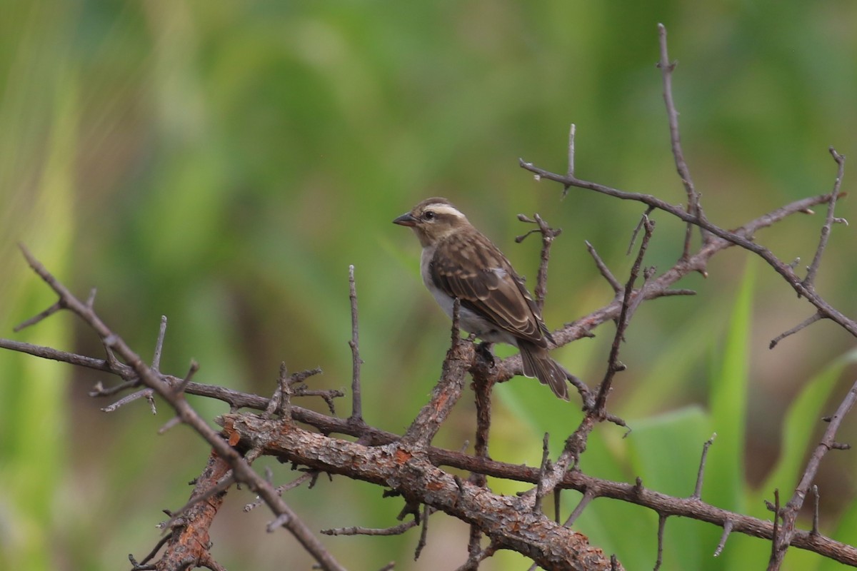 Yellow-throated Bush Sparrow - ML615913510