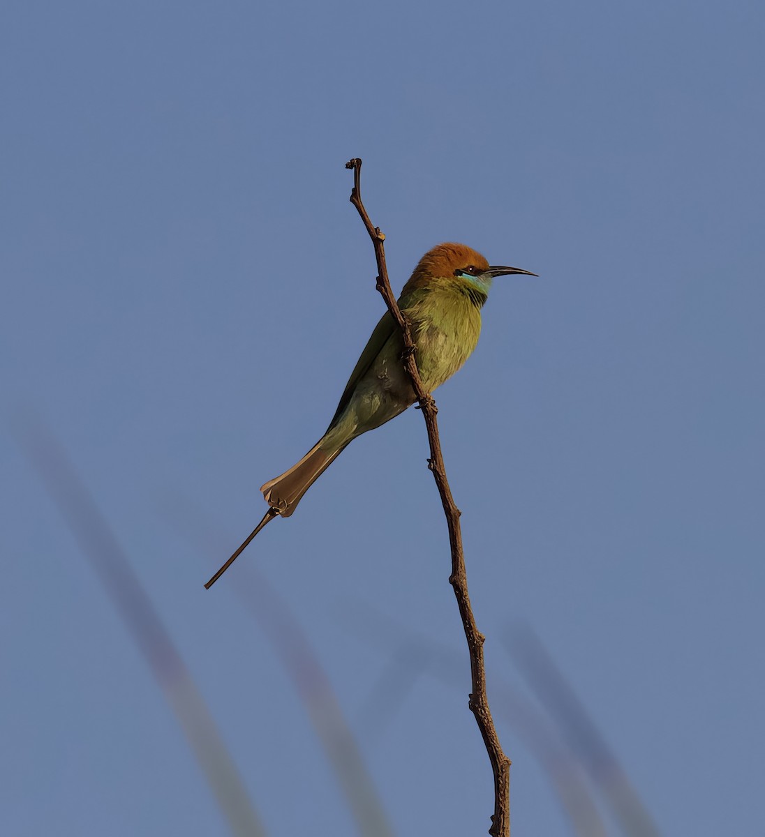 Asian Green Bee-eater - ML615913619