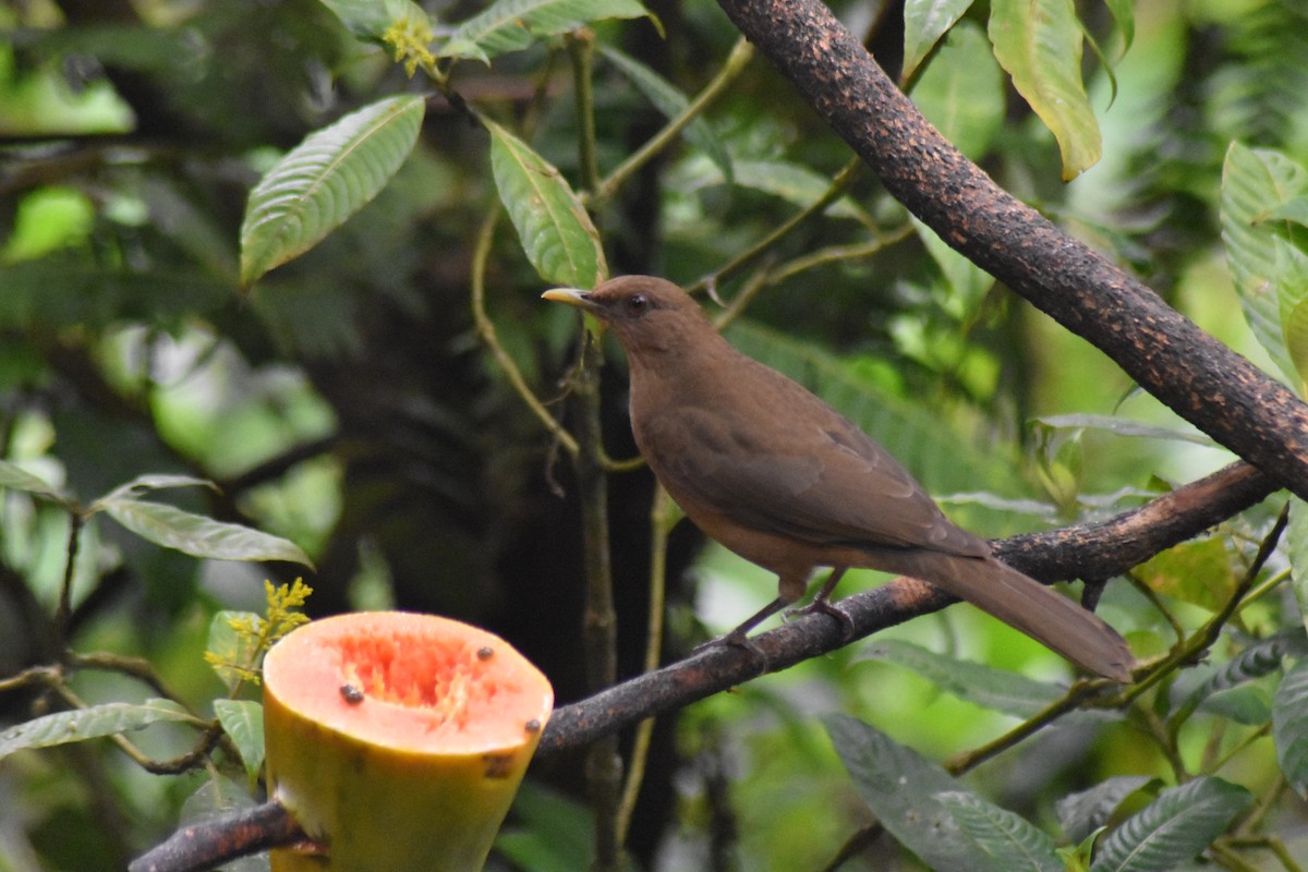 Clay-colored Thrush - Christy Holden