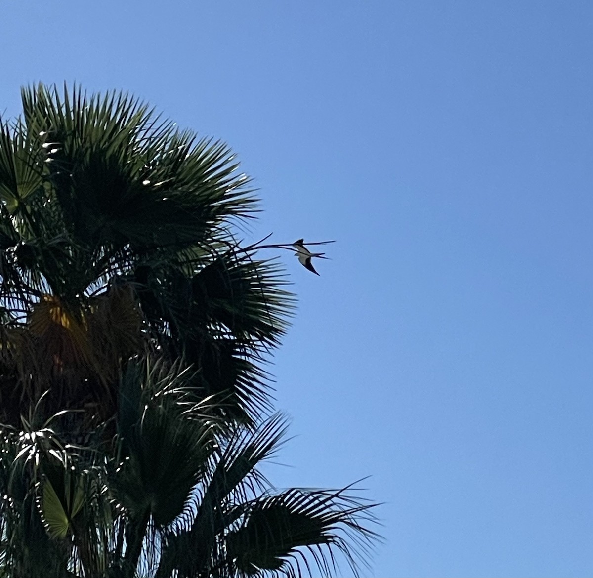 Swallow-tailed Kite - ML615913670