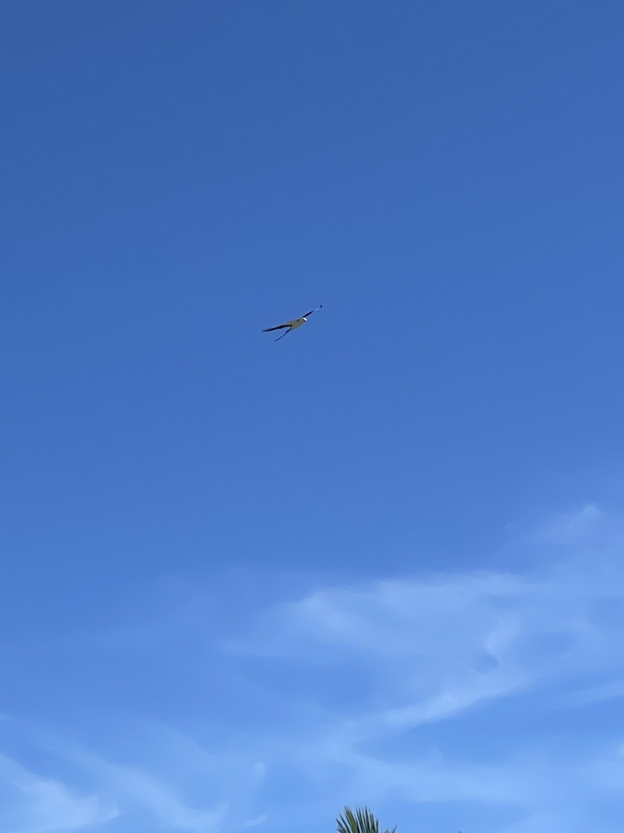 Swallow-tailed Kite - ML615913671