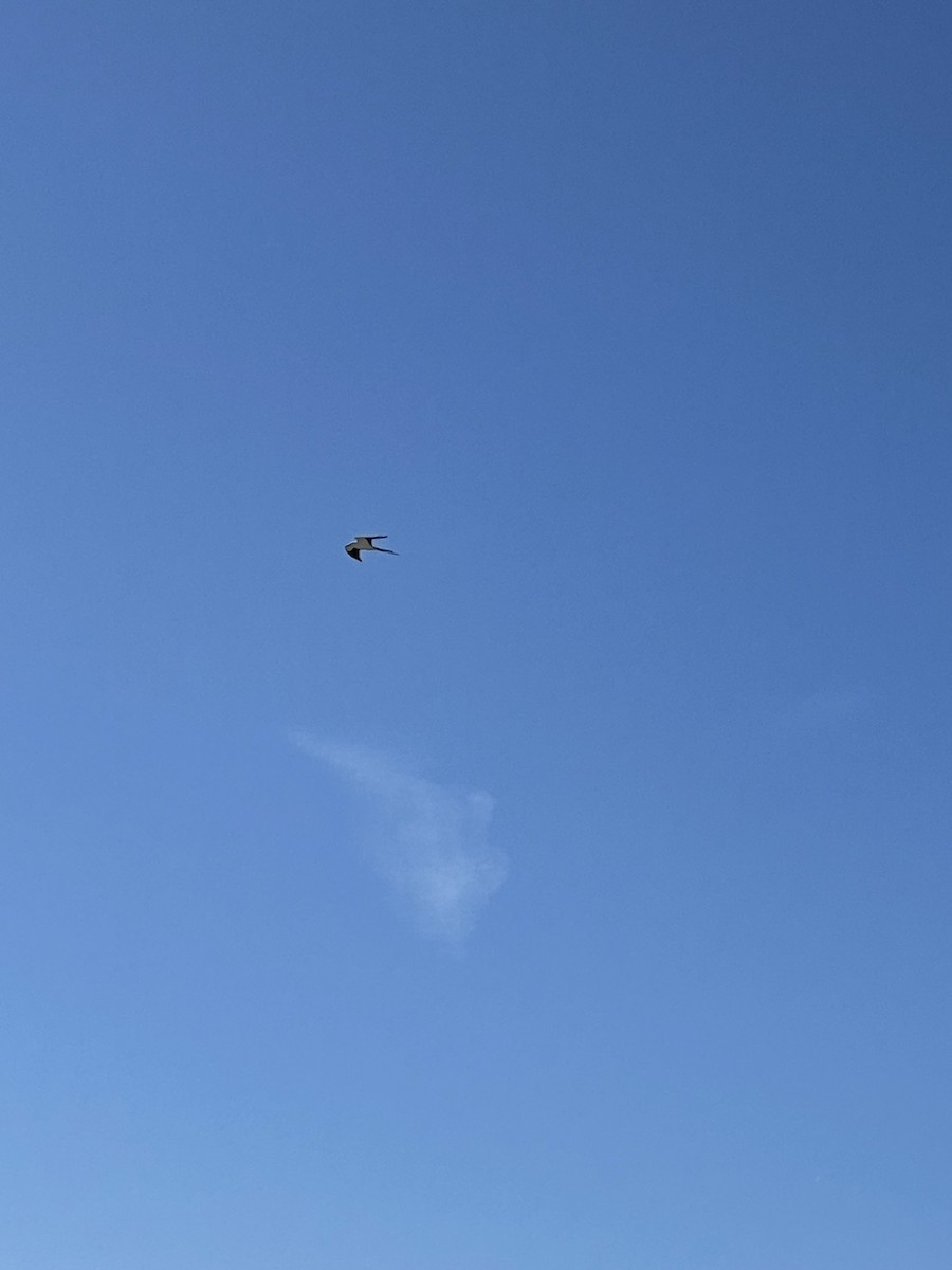 Swallow-tailed Kite - ML615913672