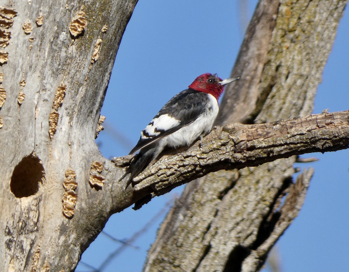 Red-headed Woodpecker - ML615913696