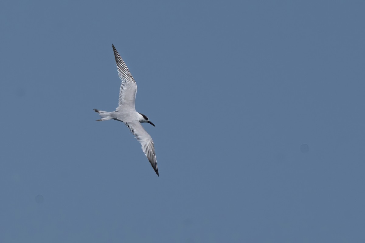 Common Tern - ML615913803