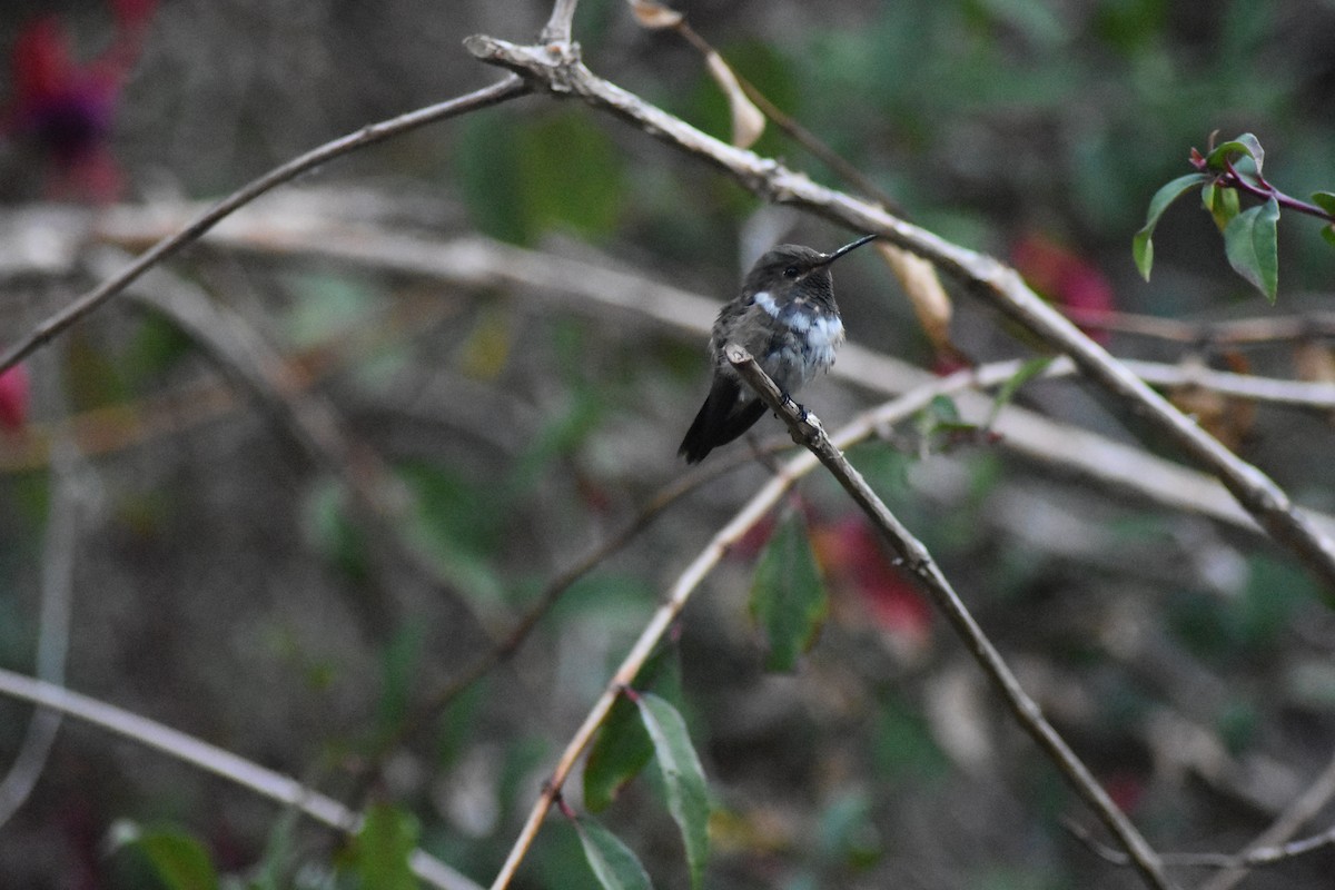 Volcano Hummingbird (Heliotrope-throated) - ML615913846