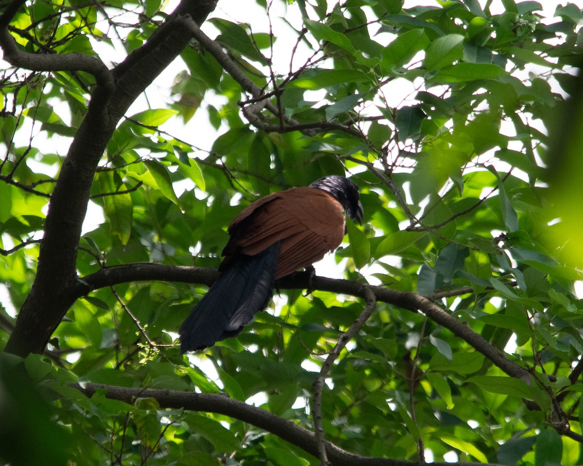 Greater Coucal - ML615913875