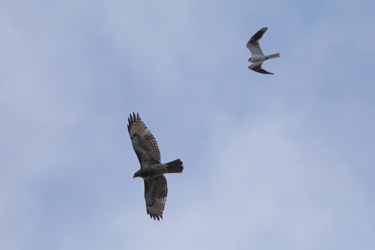 White-tailed Kite - ML615913921