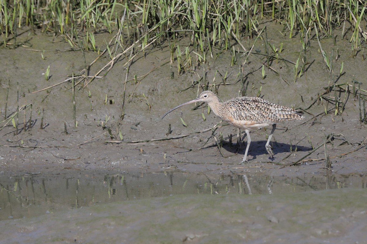 Long-billed Curlew - ML615913991