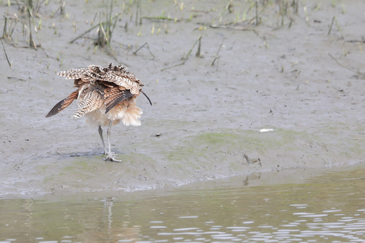 Long-billed Curlew - ML615913999