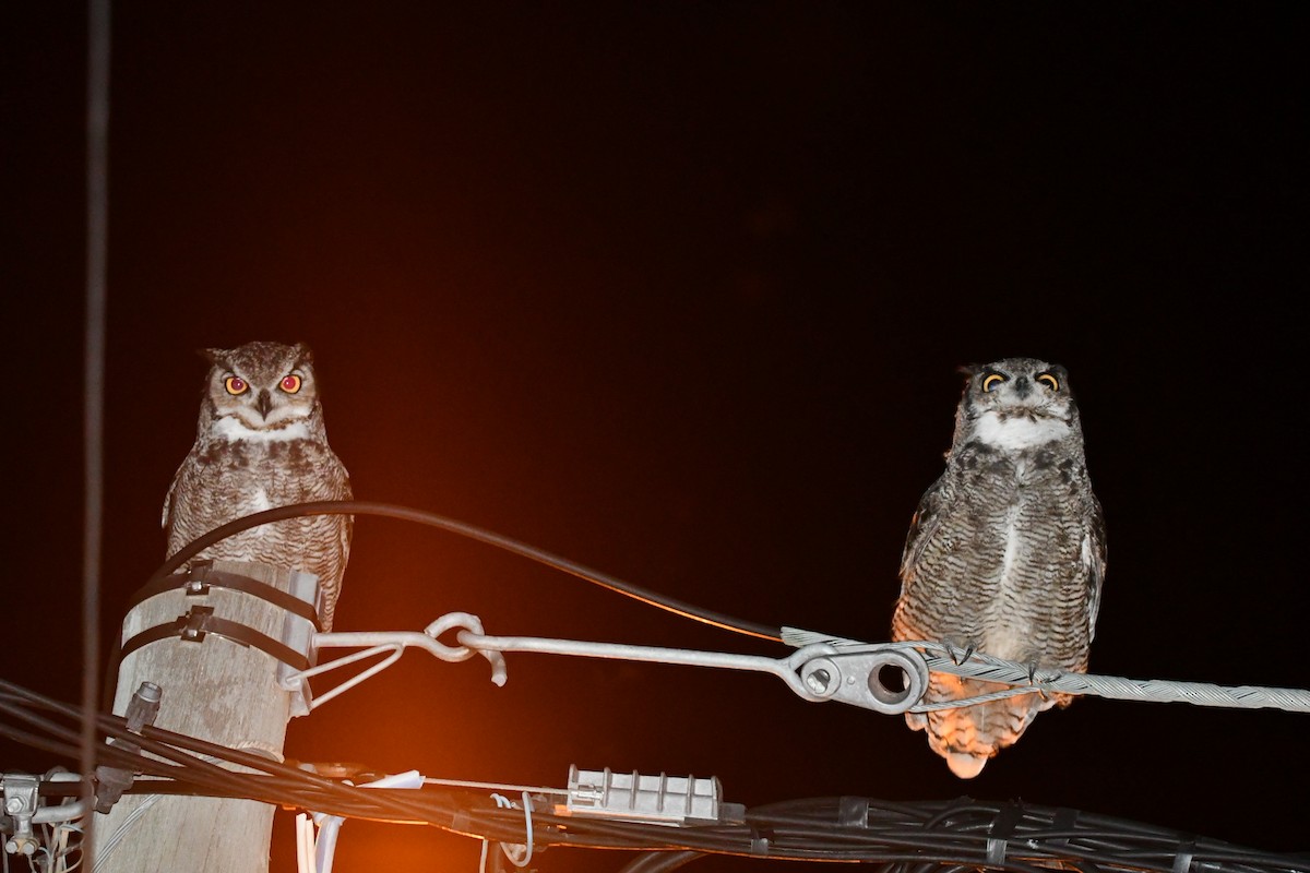 Lesser Horned Owl - Andrea Stiep