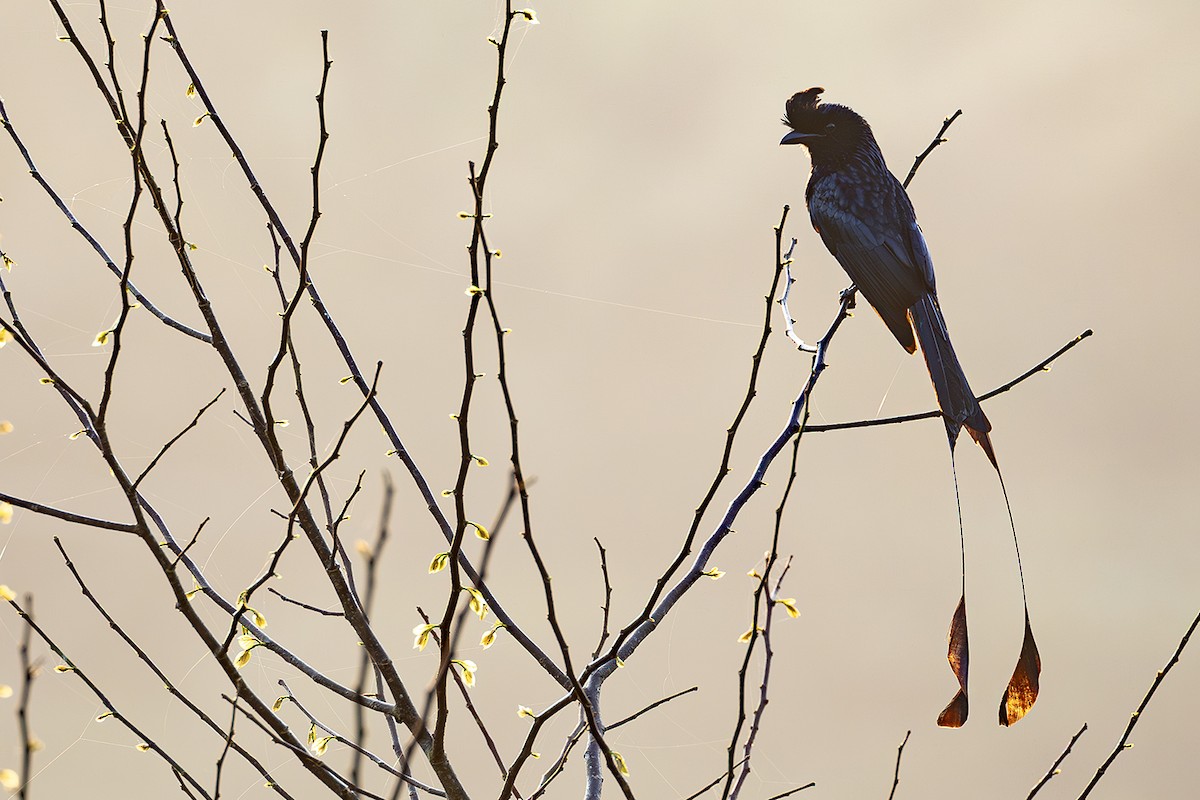Greater Racket-tailed Drongo - ML615914140