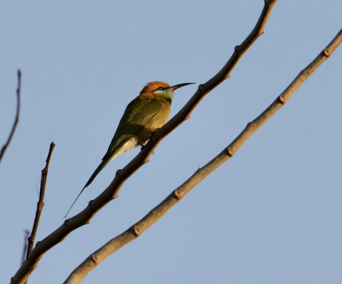 Asian Green Bee-eater - Jim McCormick