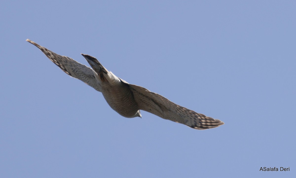 Eurasian Sparrowhawk - ML615914635