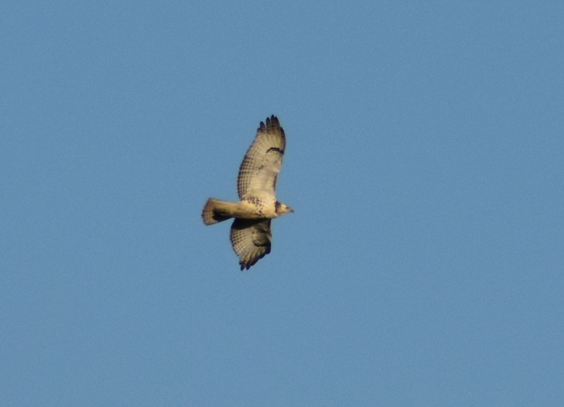 Red-tailed Hawk - ML615914668