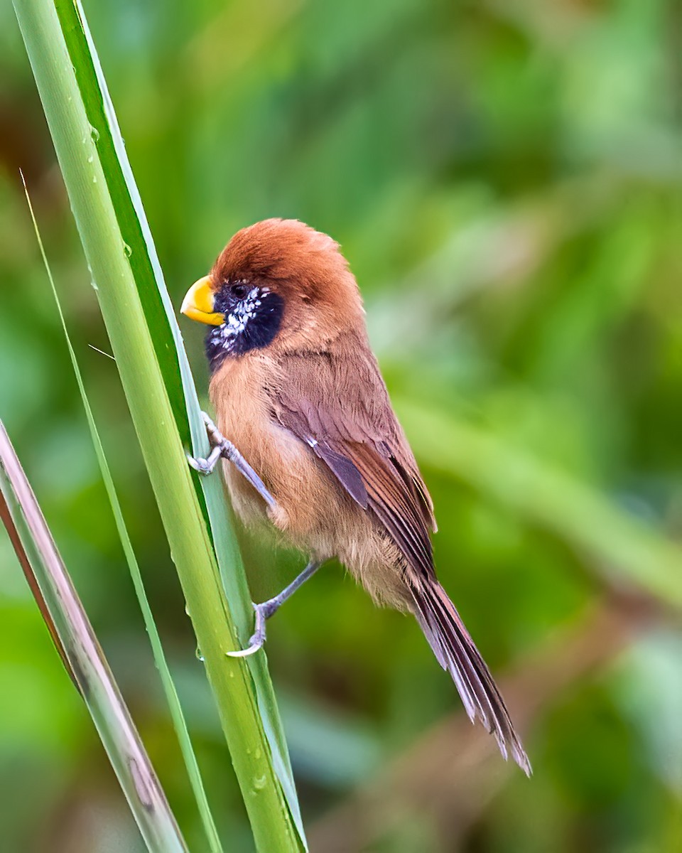 Black-breasted Parrotbill - ML615914787