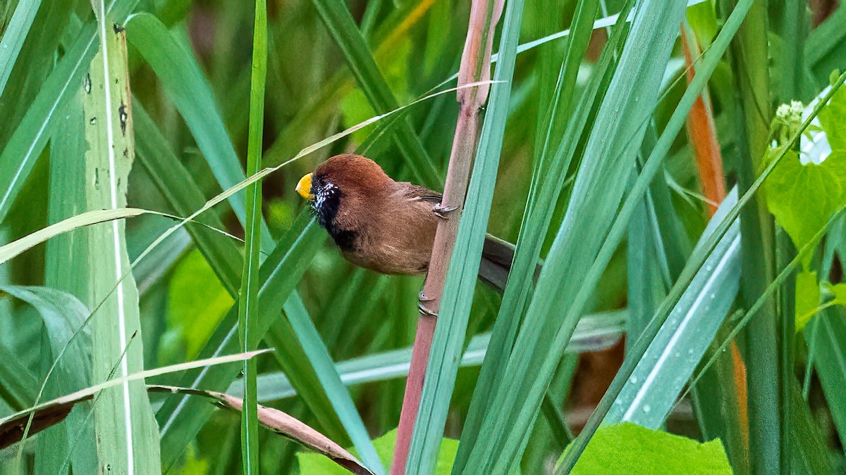 Black-breasted Parrotbill - ML615914789