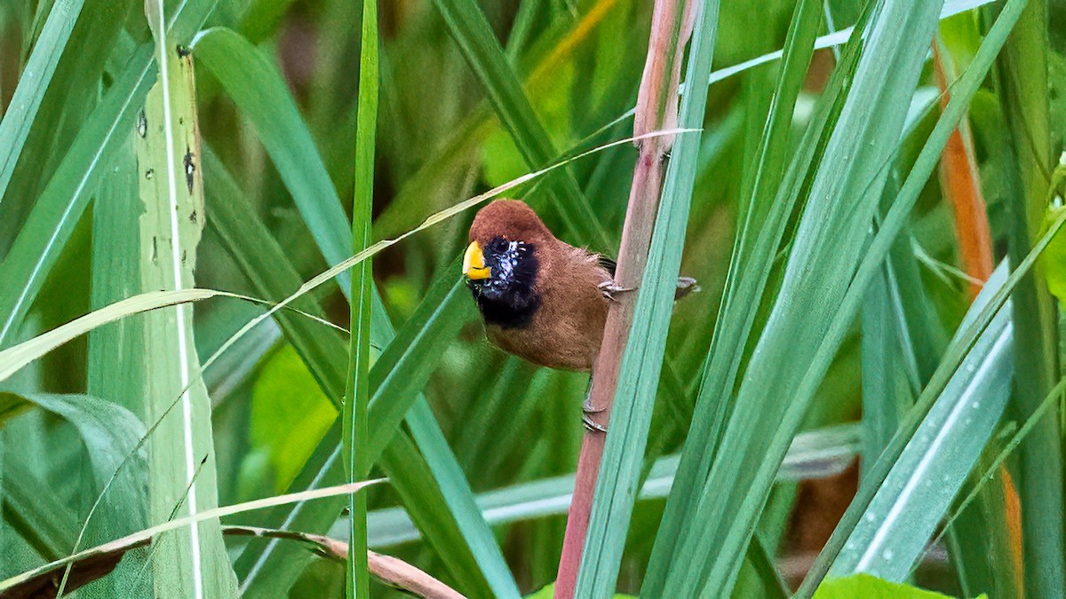 Black-breasted Parrotbill - ML615914790