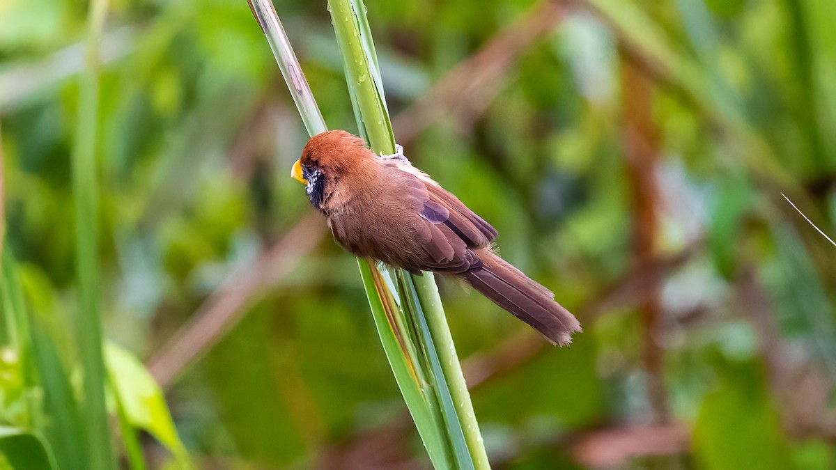 Black-breasted Parrotbill - ML615914793