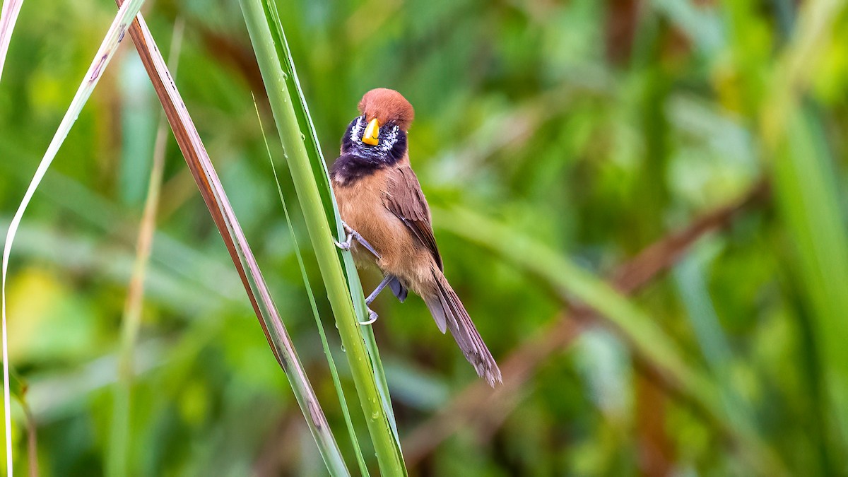 Black-breasted Parrotbill - ML615914794