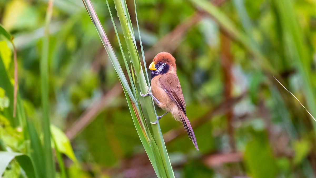 Black-breasted Parrotbill - ML615914796