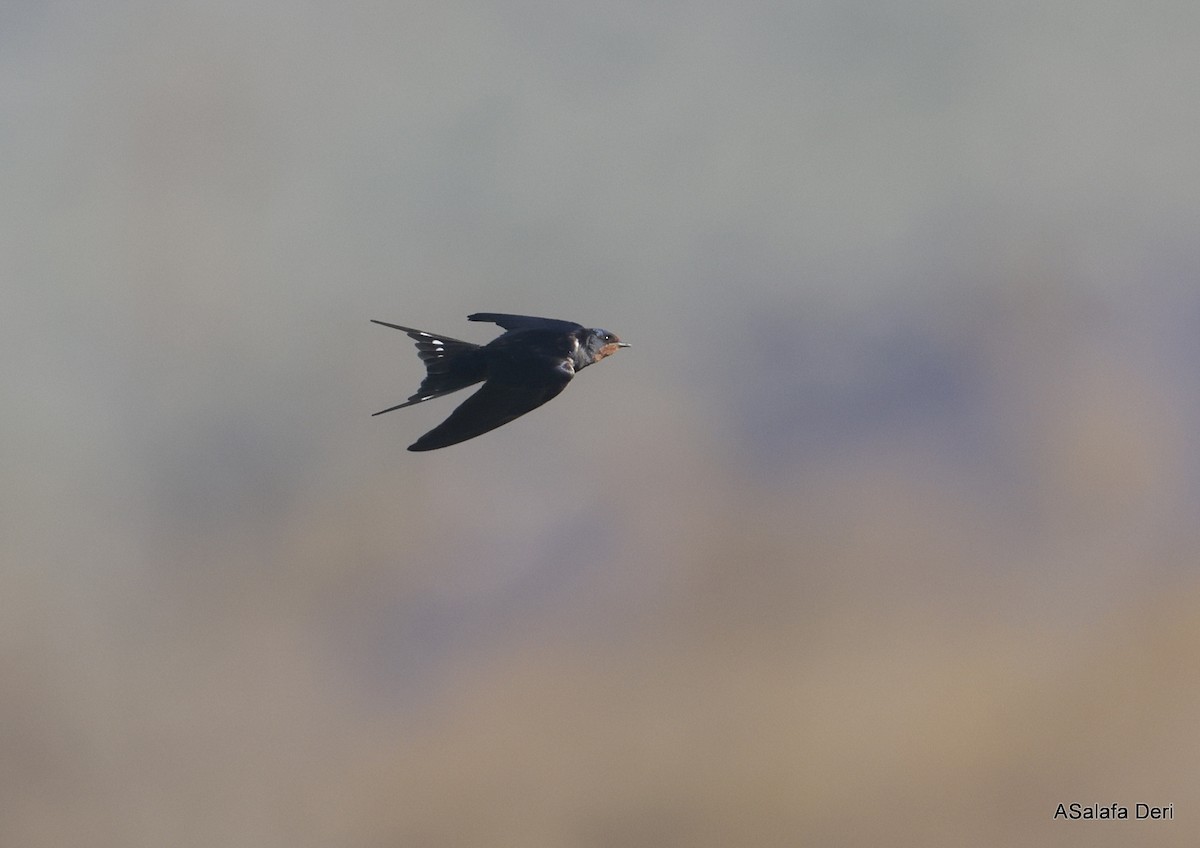 Barn Swallow (White-bellied) - ML615914904