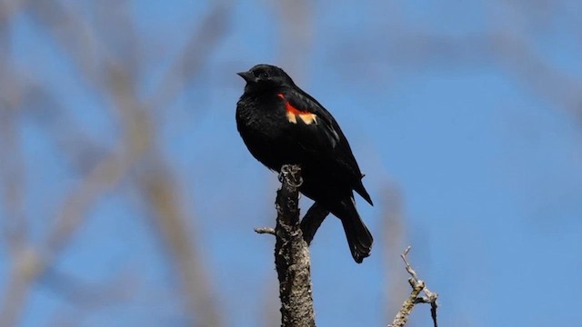 Red-winged Blackbird - ML615914948