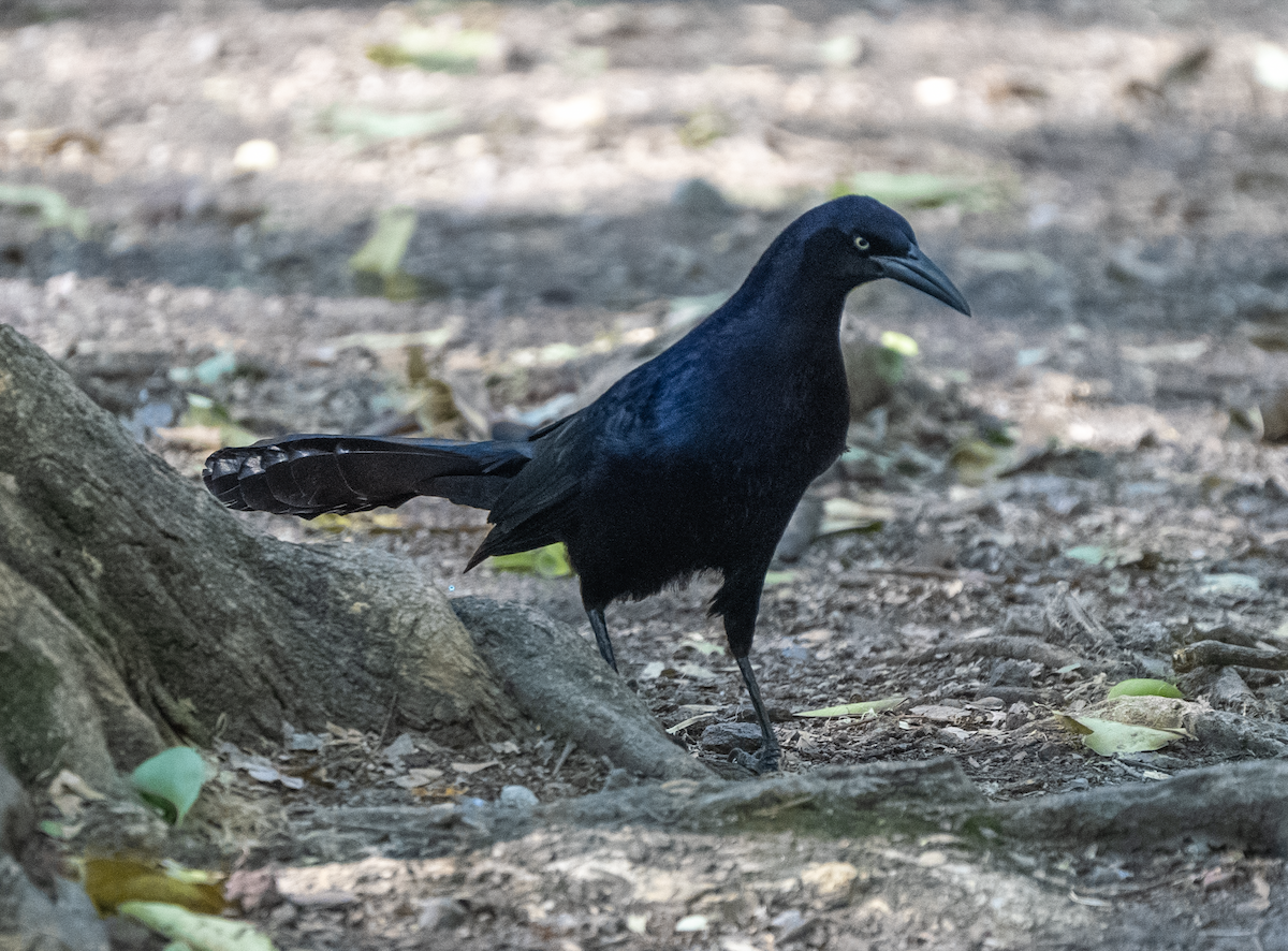 Great-tailed Grackle - ML615915006